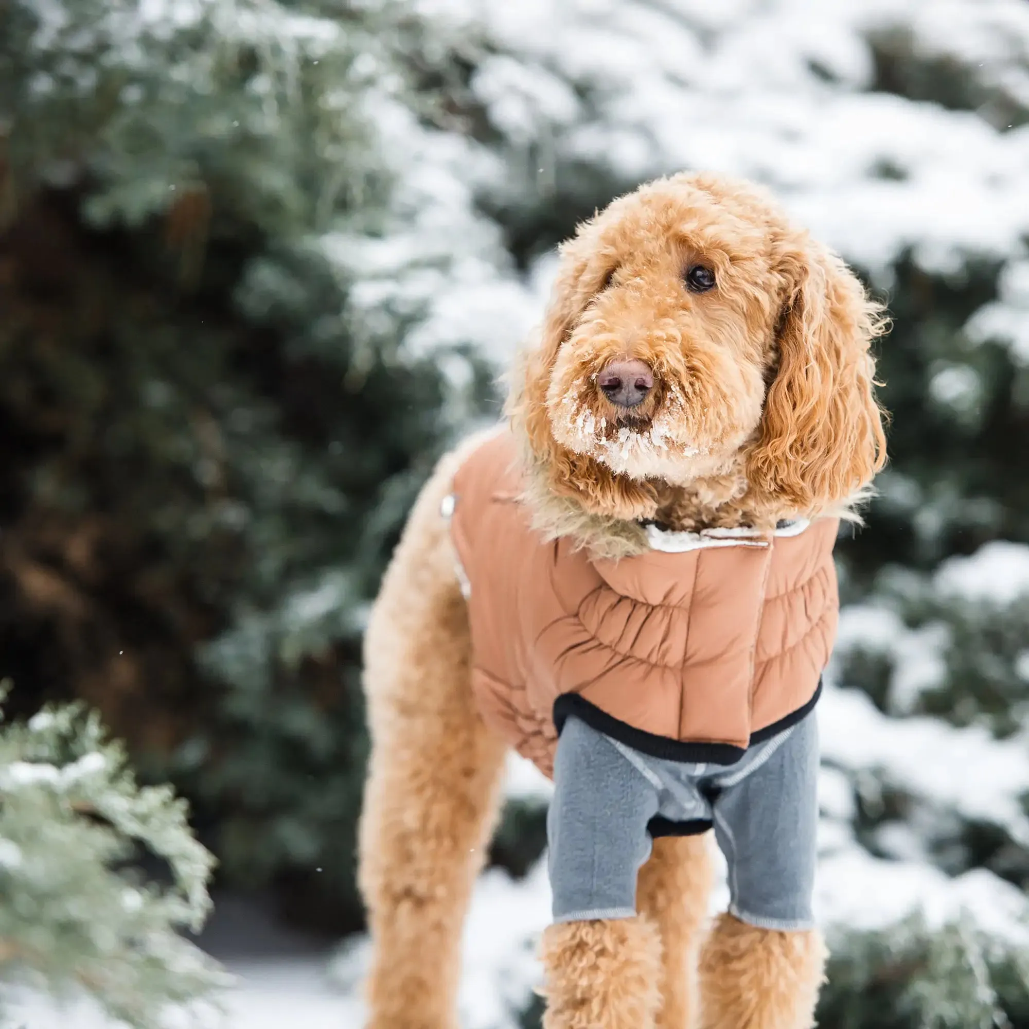 Sherpa-Lined Urban Parka - Caramel. Dog Coat. Water Resistant.