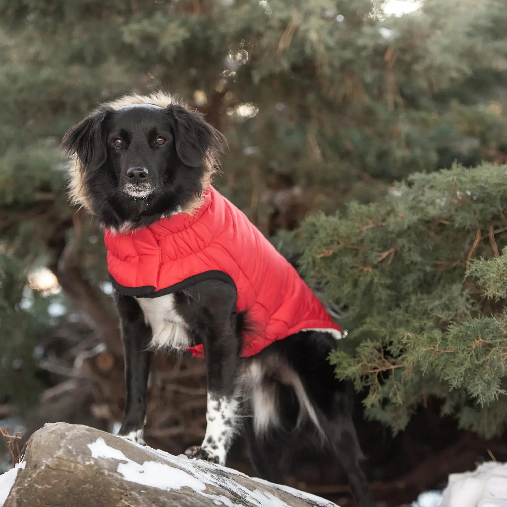 Sherpa-Lined Urban Parka - Red. Dog Coat. Water Resistant.